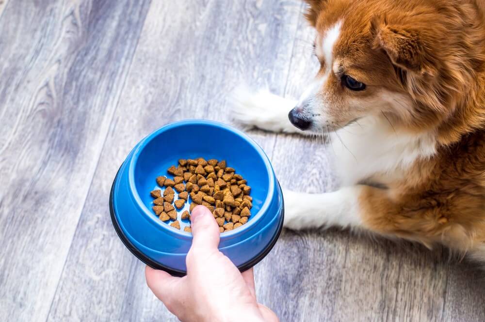 alimentation chats boutique -alimentation chats boutique Pure Balance Dog Food Reviewed Pros Cons and Ingredient Analysis