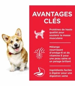 HILL'S Pet Nutrition Croquettes ADULT SMALL&MINI POULET Chien Sac 3 Kg - Science Plan -alimentation chats boutique croquettes adult thickbox mini poulet chien sac 3 kg science plan 2