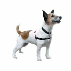 Company Of Animals Harnais Anti-traction Noir T.S Chien