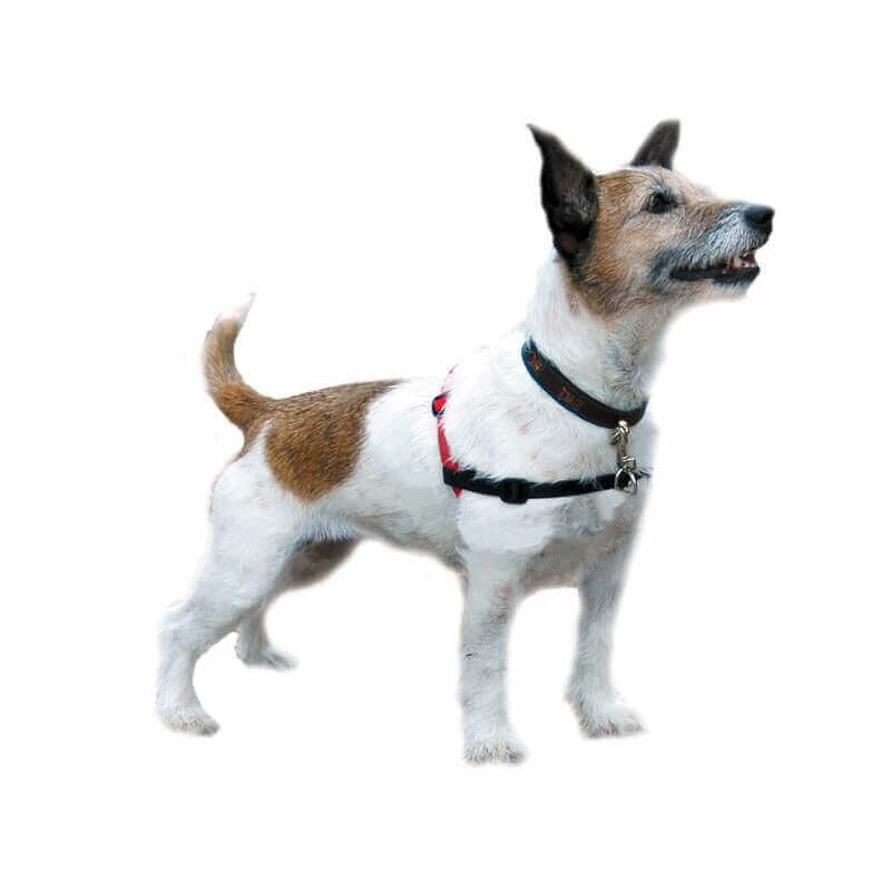 Company Of Animals Harnais Anti-traction Noir T.S Chien 1 Company Of Animals Harnais Anti-traction Noir T.S Chien