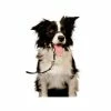 Company Of Animals Licol Noir T.XS Chien - Halti