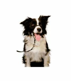 Company Of Animals Licol Noir T.XS Chien - Halti